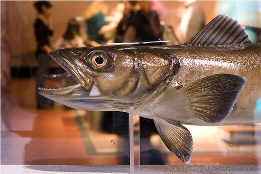 A la découverte du cabillaud : un poisson aux multiples facettes