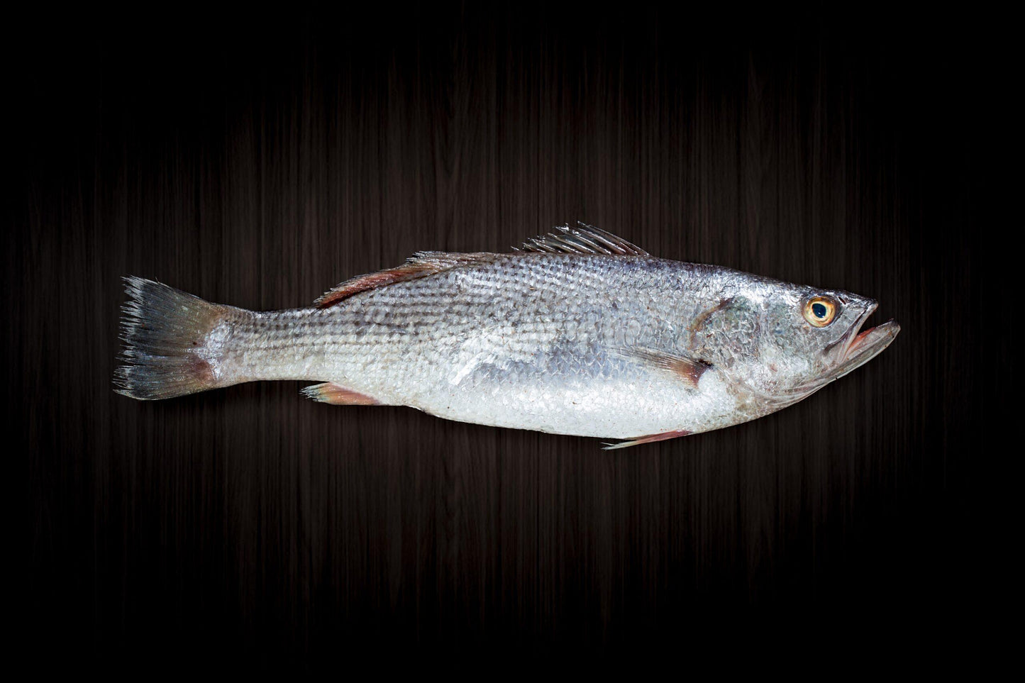 Maigre label rouge en filets (env. 300gr.)