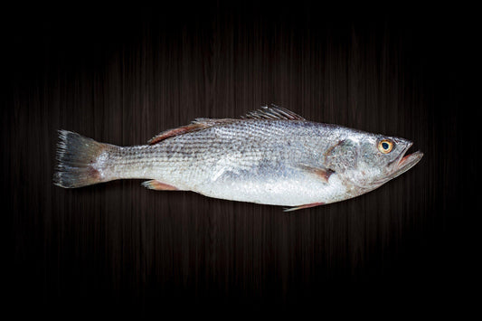 Maigre label rouge en filets (env. 300gr.)