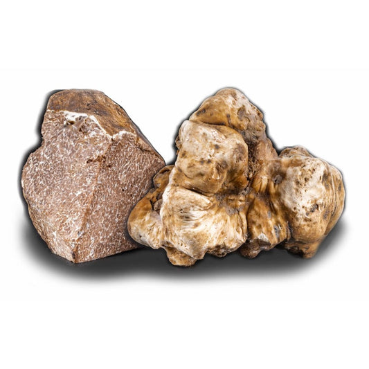 Truffe blanche d'Alba - Plantin